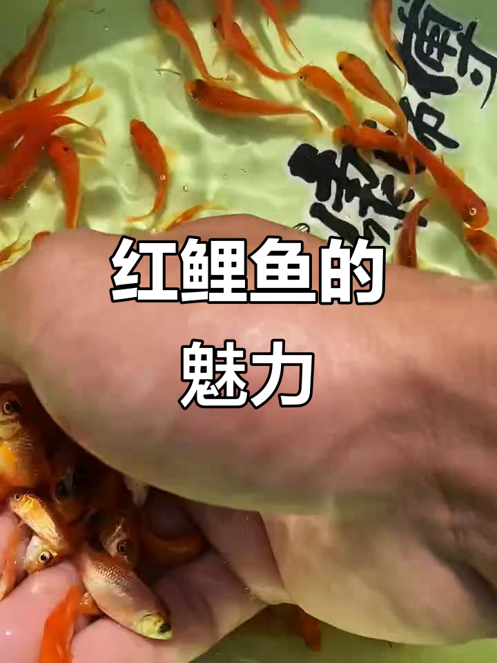 兴国红鲤鱼:美丽与传奇的完美结合