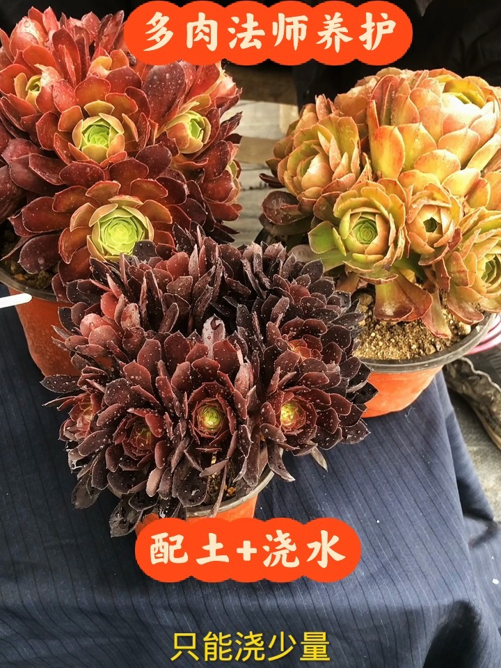 多肉法师养护 配土+浇水