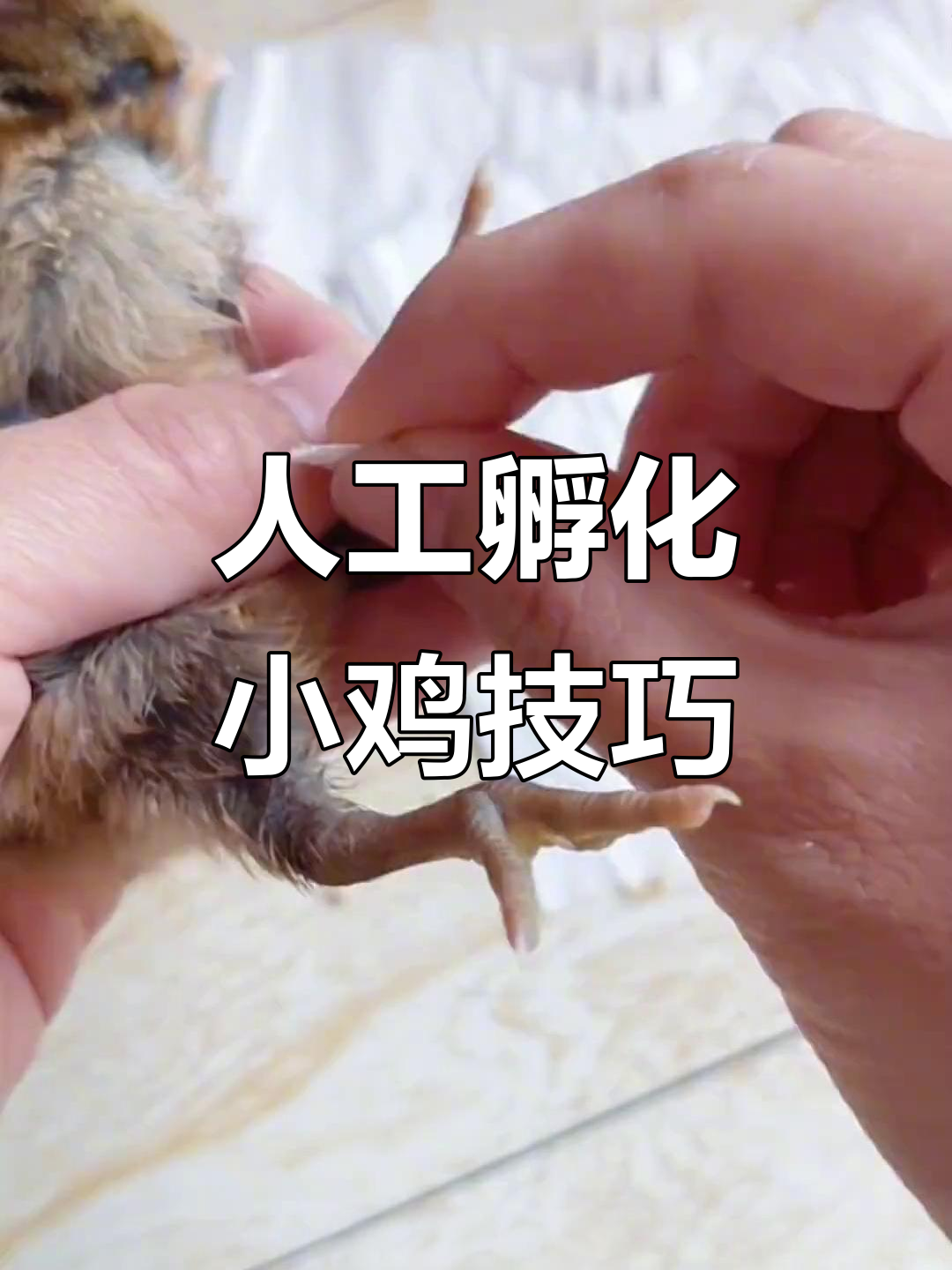 小鸡脚绑法大揭秘,如何让它们快速学会站立