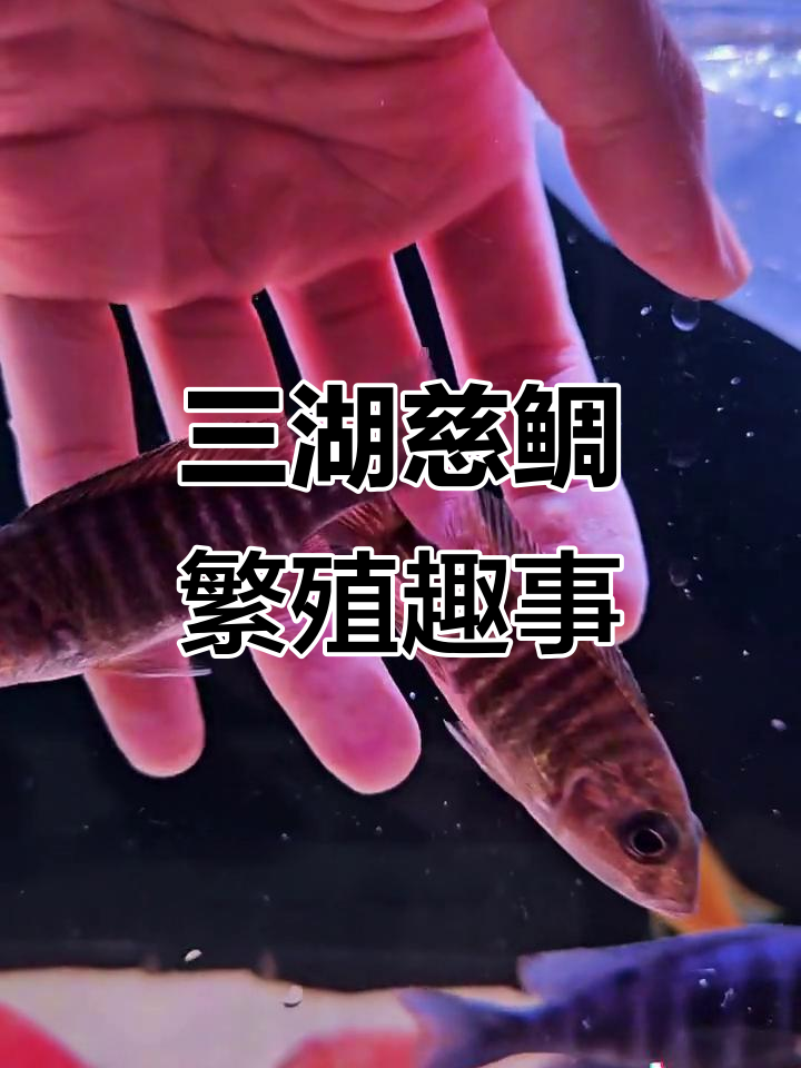 美女老板家的三湖慈鲷鱼,公母搭配真有趣