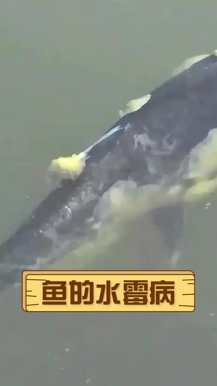 鱼的水霉病
