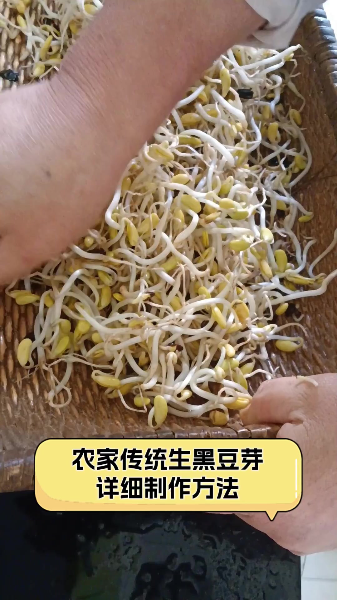 农家传统生黑豆芽详细制作方法