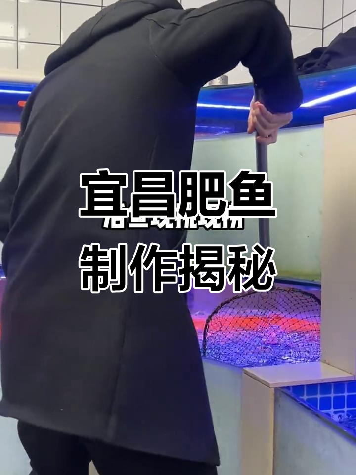 宜昌肥鱼制作全流程,沉浸式体验美味背后的秘密