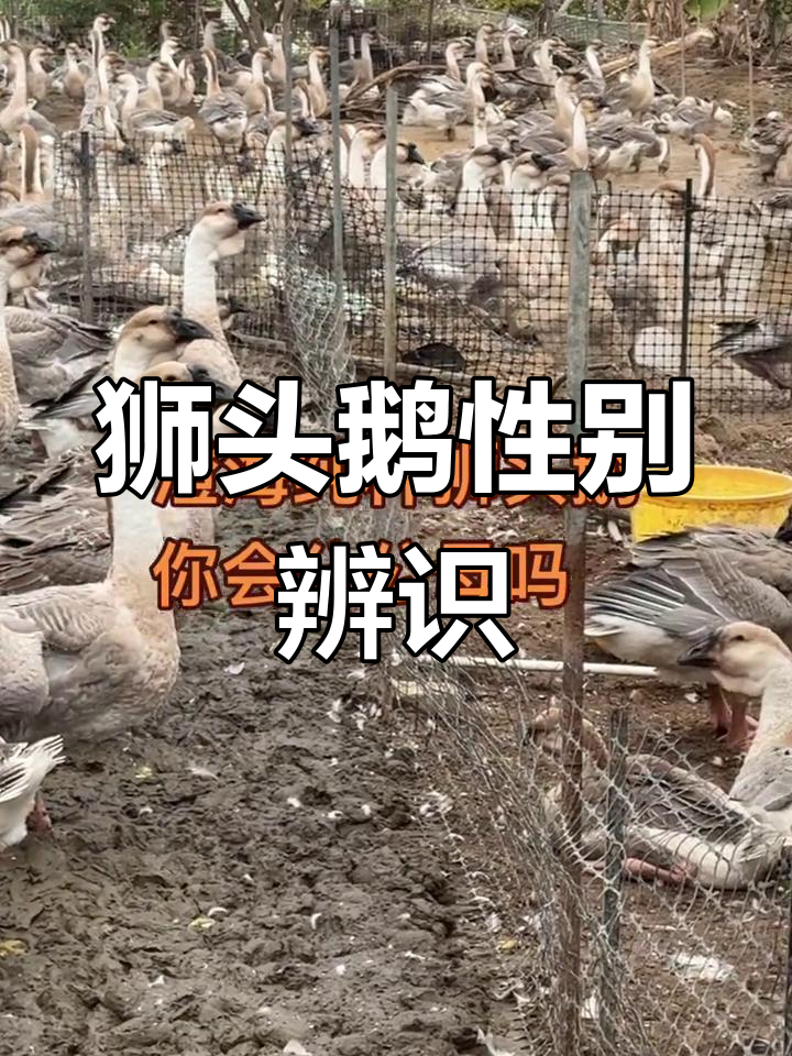 澄海狮头鹅,公母辨别小技巧