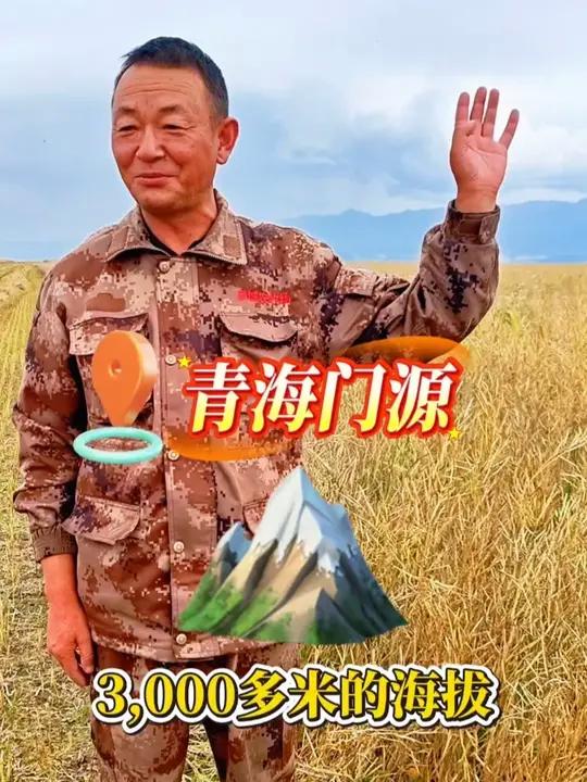 青海的油菜籽成熟啦