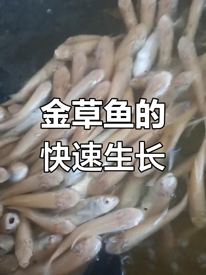 这么小的金草鱼,一个月就能长到一斤!期待它们成长!