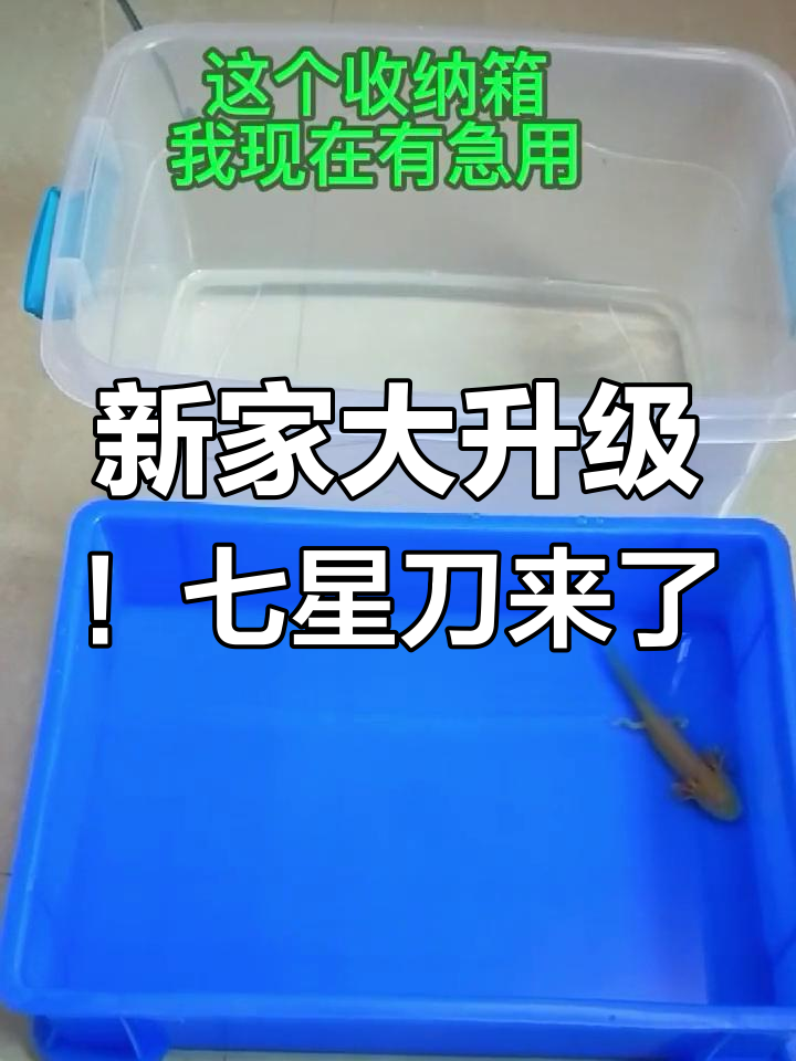 七星刀鱼终于到货,新家宽敞舒适,银龙混养计划开启