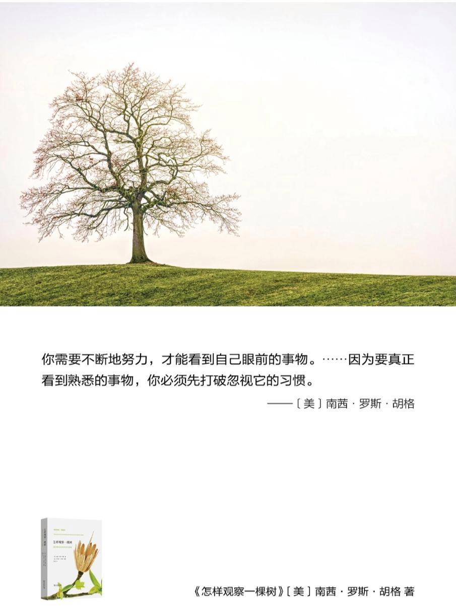 人人都知道树长什么样子,对吗?但你真的观察过红花槭上精巧的花朵吗?或是鹅掌楸正在萌发的嫩叶