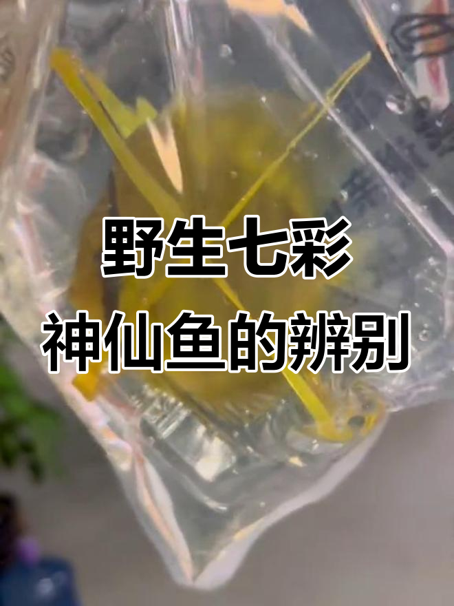 野彩F1与巴西进口七彩神仙鱼的区别,品质如何?