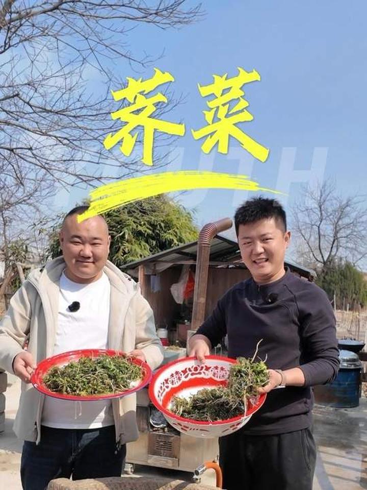 春天农村旅游，荠菜四种家常吃法分享