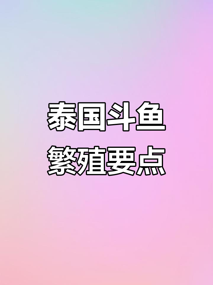 泰国斗鱼繁殖技巧:如何避免母卵沉底,提高成活率