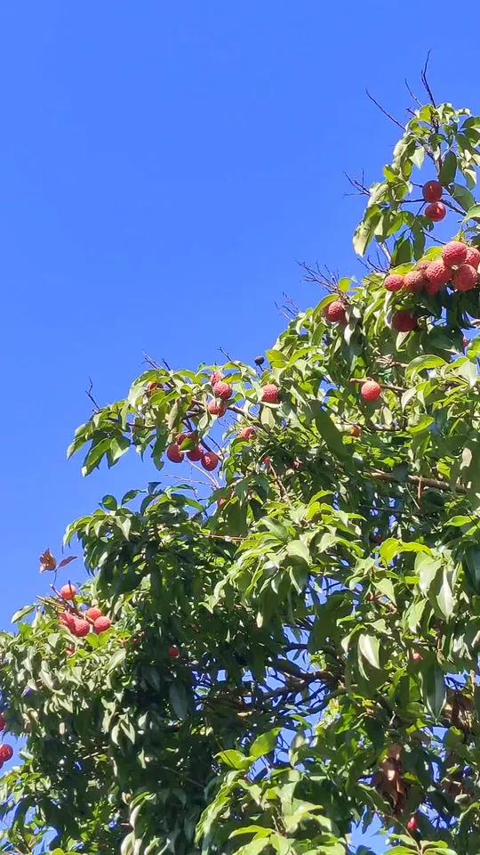 尝遍千万果,独爱荔枝甜,吃在嘴里,甜在心里,从化桂味荔枝和糯米糍荔枝,等你来尝鲜!荔枝熟了