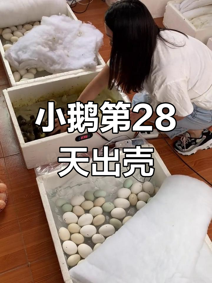 小麻鸭孵化成功,28天出壳率惊人
