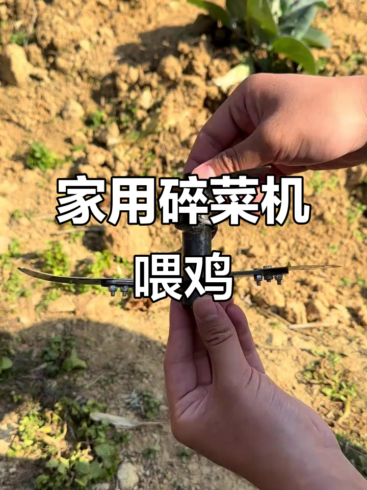 家庭养鸡必备!这款碎菜机轻松粉碎蔬菜,喂食更方便