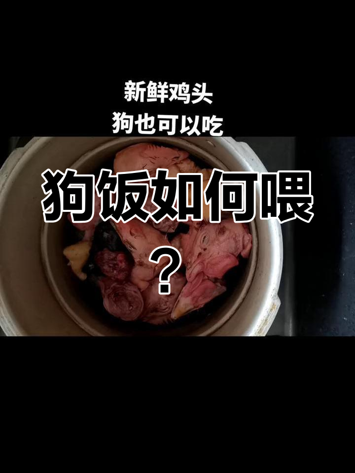 狗狗聪明不吃鸡头,肉类搭配更合理