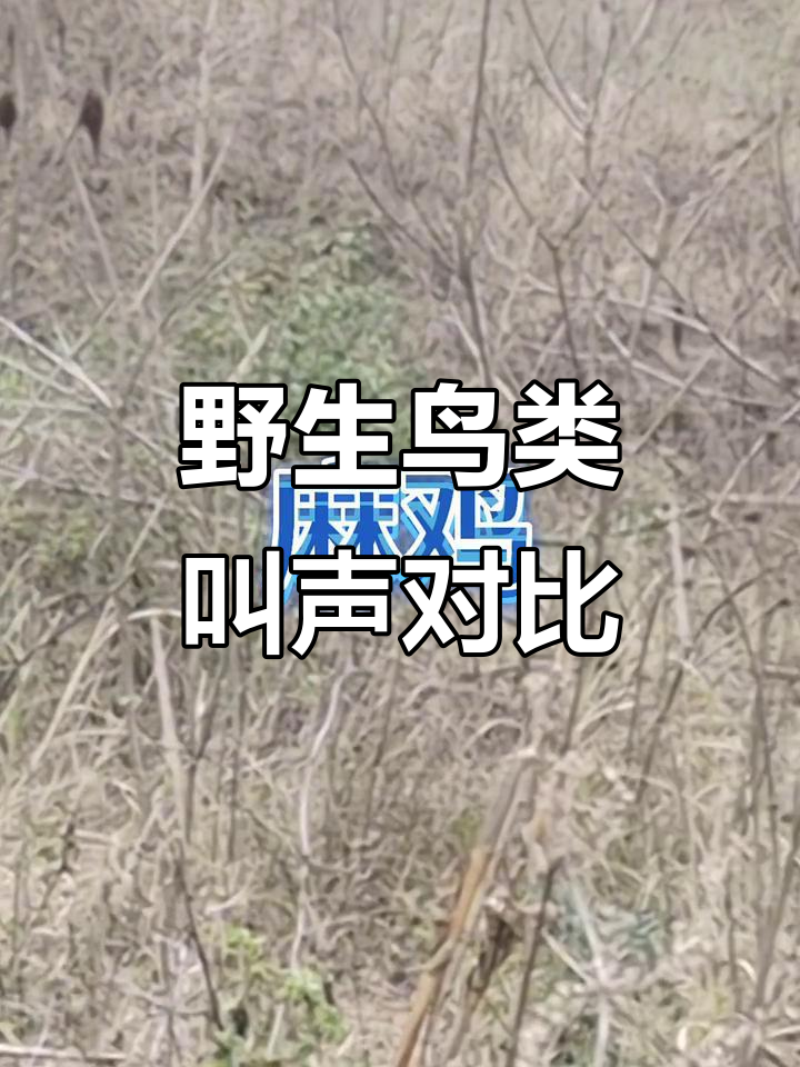 野外真实拍摄：麻鸡与棕胸竹鸡的叫声大比拼