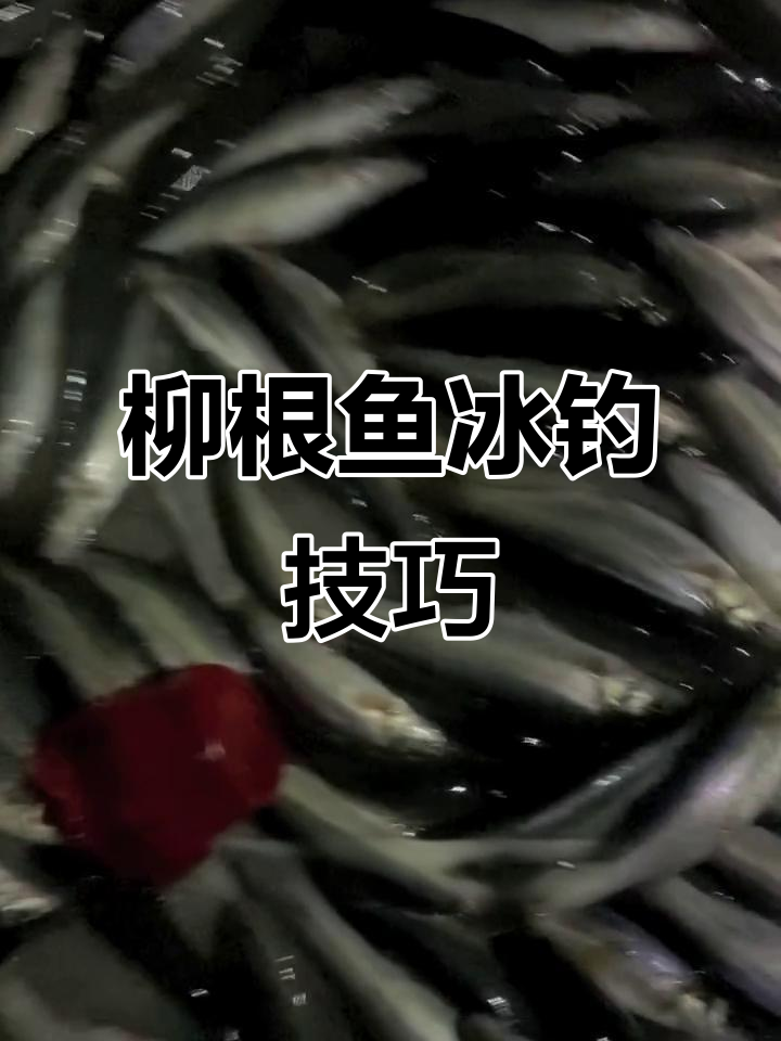 柳根鱼冰钓技巧:选位、饵料与浮漂调节全攻略