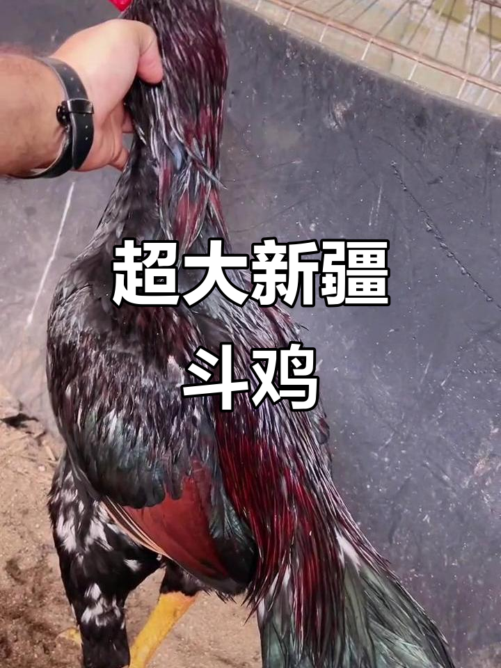 新疆超大号斗鸡,7斤6两骨架惊人!