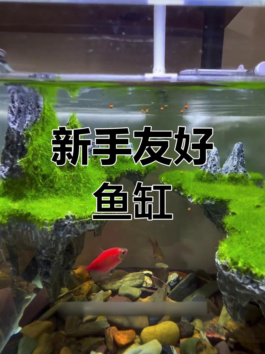 桌面小鱼缸天空之城造景,轻松养鱼试错