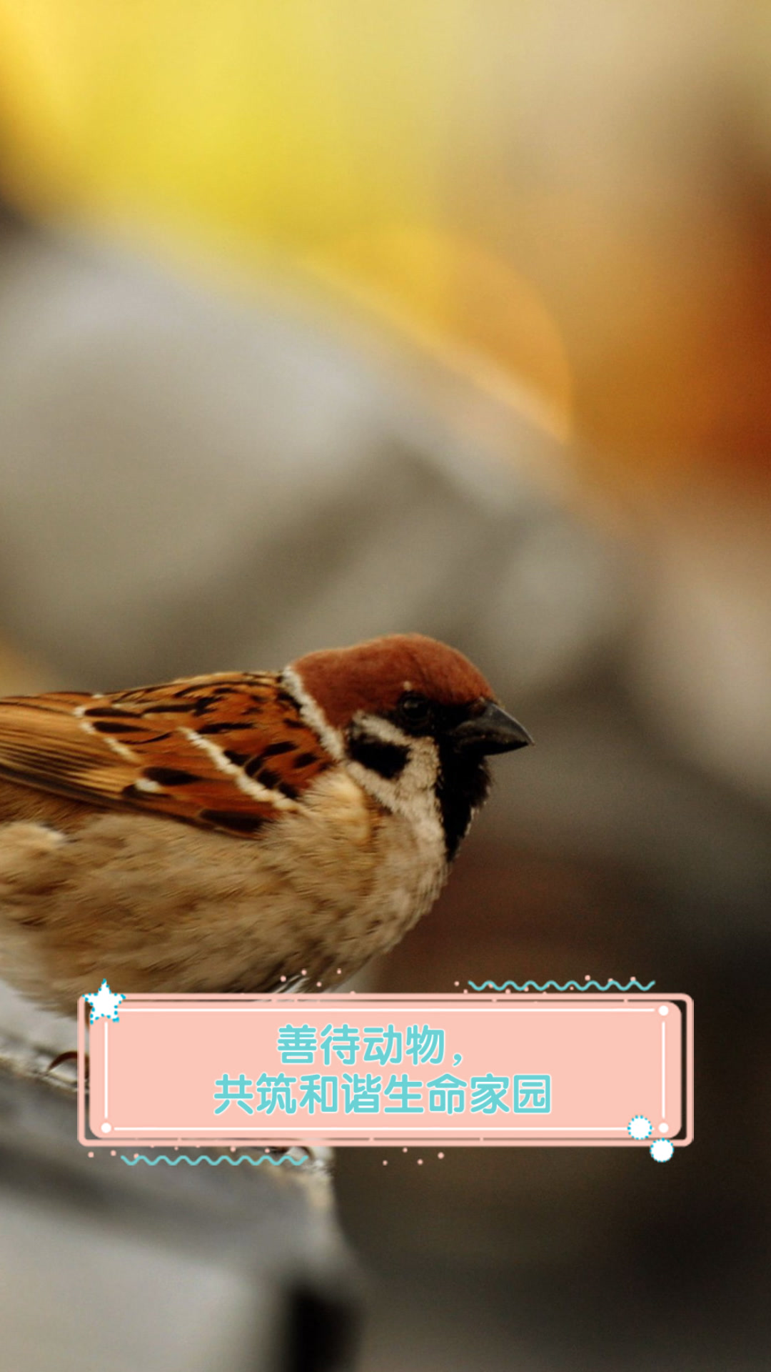 善待动物，共筑和谐生命家园