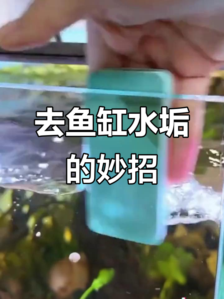 鱼缸水垢轻松去除,磨砂小工具让玻璃焕然一新