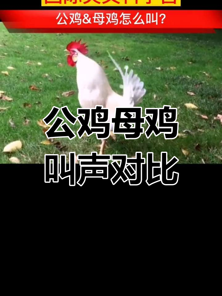 公鸡母鸡的叫声有何不同?