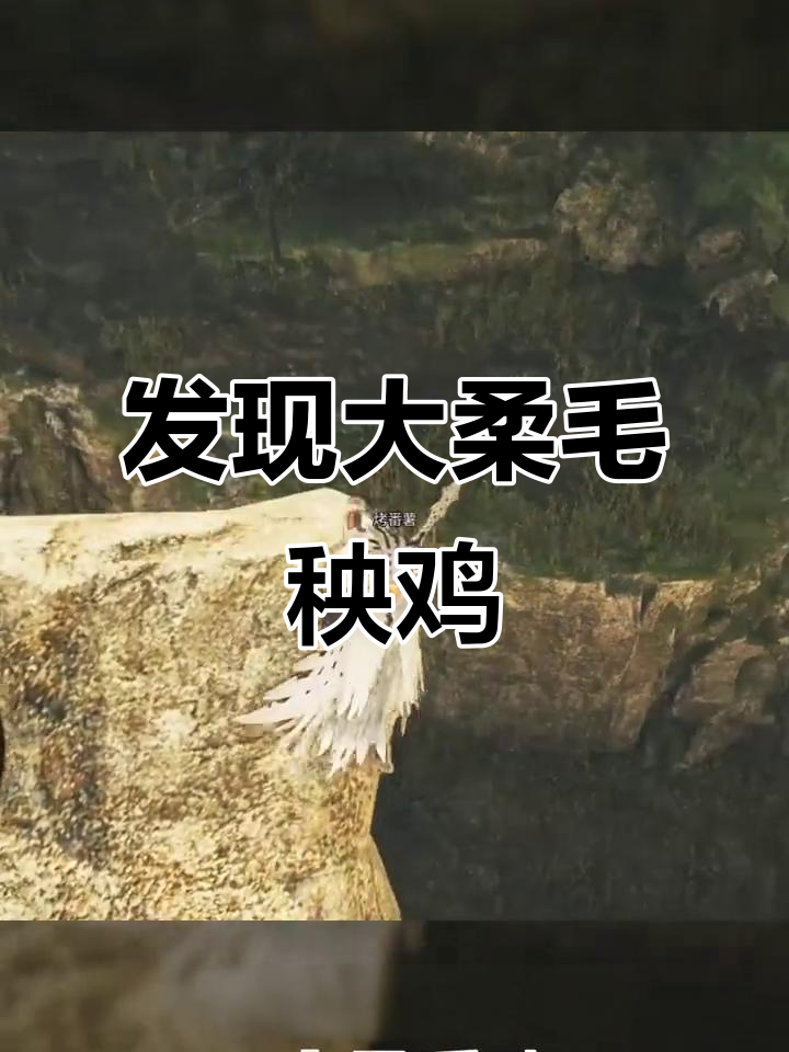 大集会所隐藏惊喜!发现大柔毛秧鸡的秘密