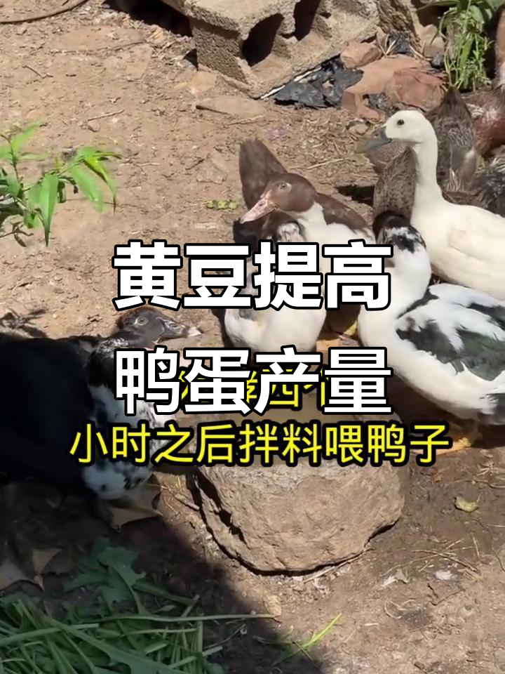 一把黄豆让鸭子多下蛋,效果惊人
