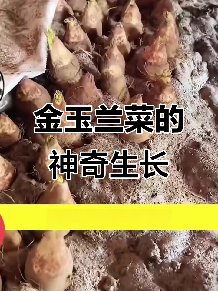 欧洲贵族蔬菜金玉兰菜,冬季自给自足的秘密