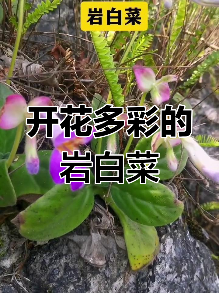 岩白菜:岩石上的美丽精灵