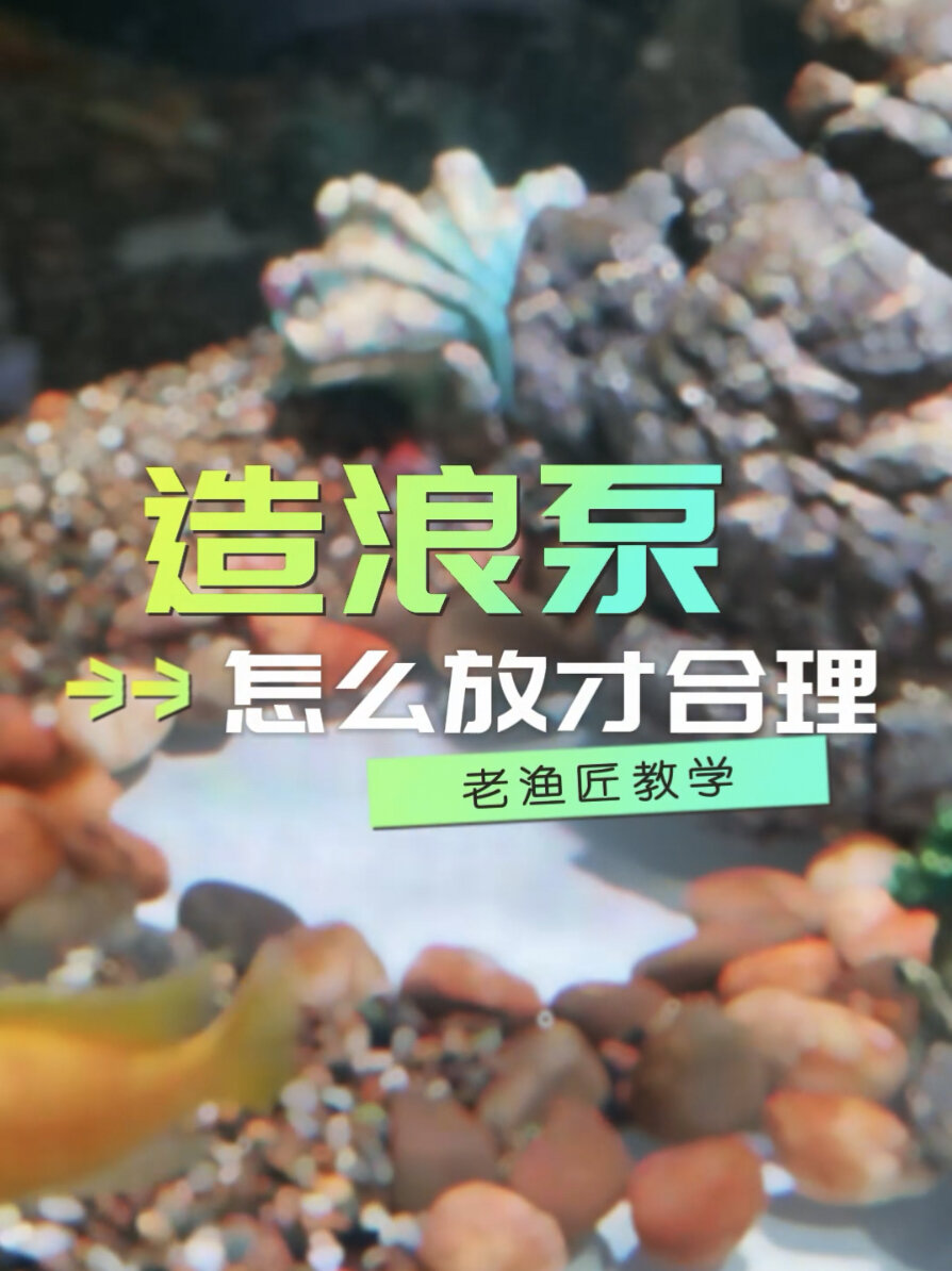 造浪泵怎么放?还不会的鱼友看过来