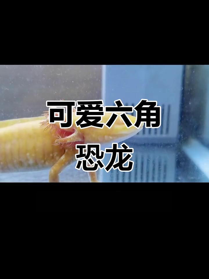 六角恐龙吐泡泡,太萌了!