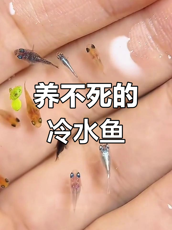 9种养不死的冷水鱼,美丽又耐活