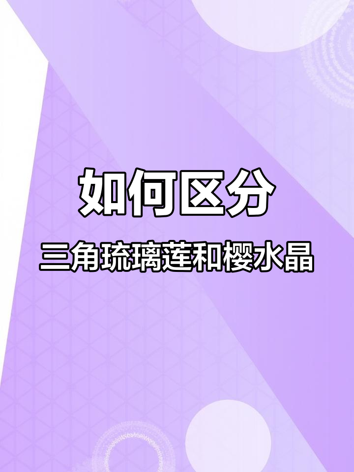 三角琉璃莲与樱水晶的区别,如何分辨它们的特点