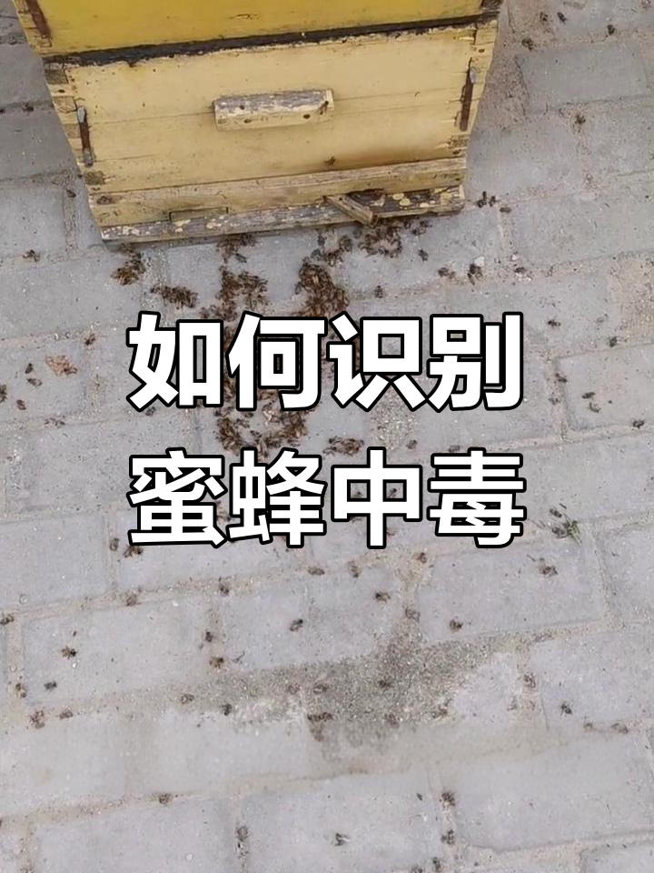 蜜蜂农药中毒症状与判断方法