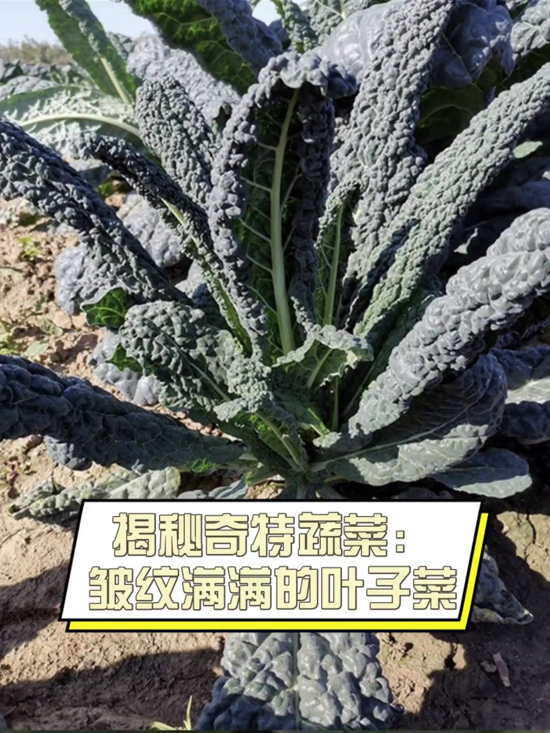 揭秘奇特蔬菜:皱纹满满的叶子菜