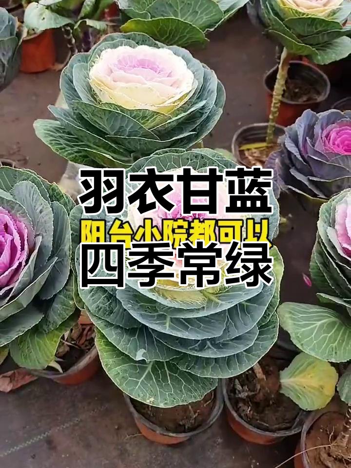 羽衣甘蓝:美丽又好吃的多年生蔬菜,秋冬季节最亮眼
