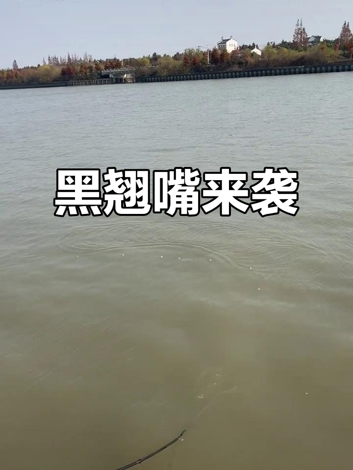 翘嘴鱼又来了,颜色变黑更有趣