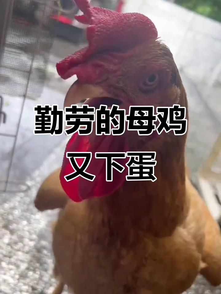 母鸡下蛋大作战,呆萌小黑眼睛超可爱