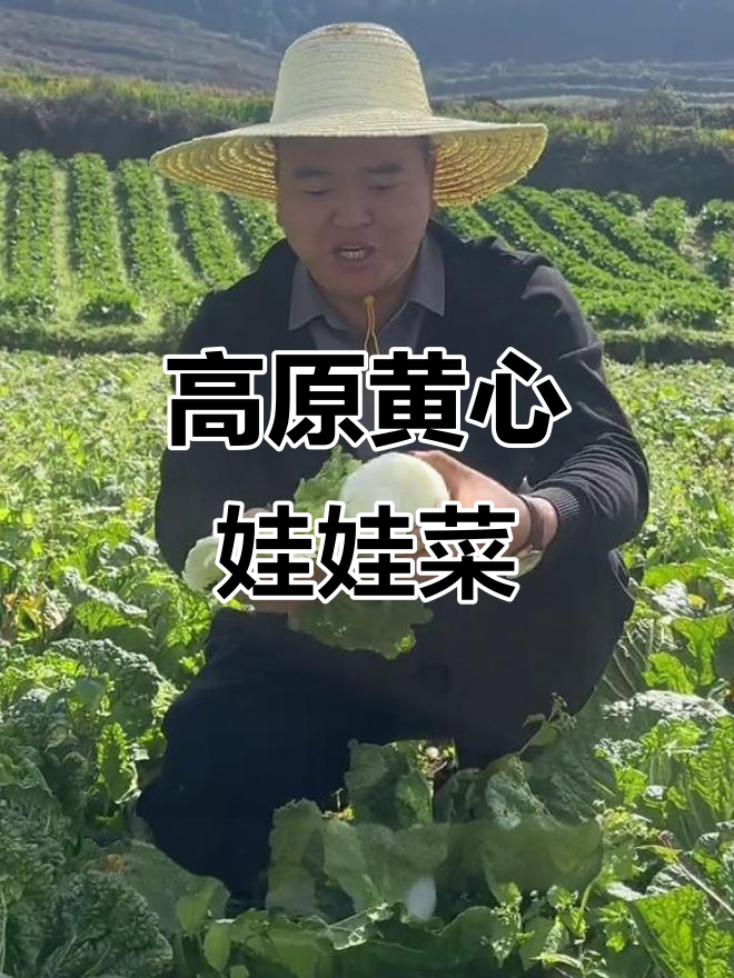 云南高原露天种植黄心娃娃菜,品质上乘新鲜采摘