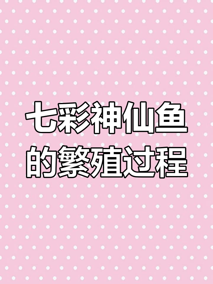 七彩神仙鱼繁殖揭秘:如何配对成功并待产
