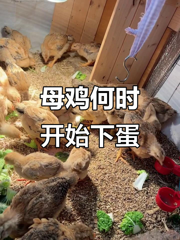 母鸡多久能下蛋?从孵化到产卵全过程揭秘
