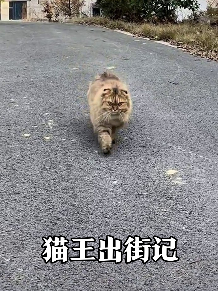村猫王迈八字步巡视领地,蓬松大尾巴比鸡毛掸子还带劲