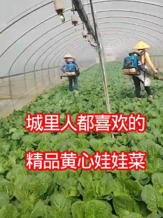 这样的精品黄心娃娃菜你们喜欢吗