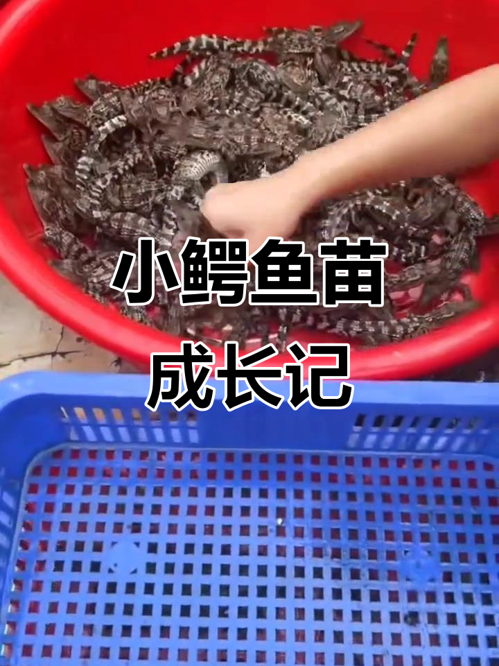 小鳄鱼苗养殖场,六月八号有惊喜