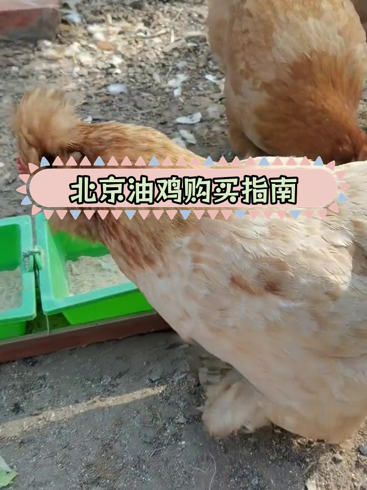 纯正北京油鸡,宫廷风味十足