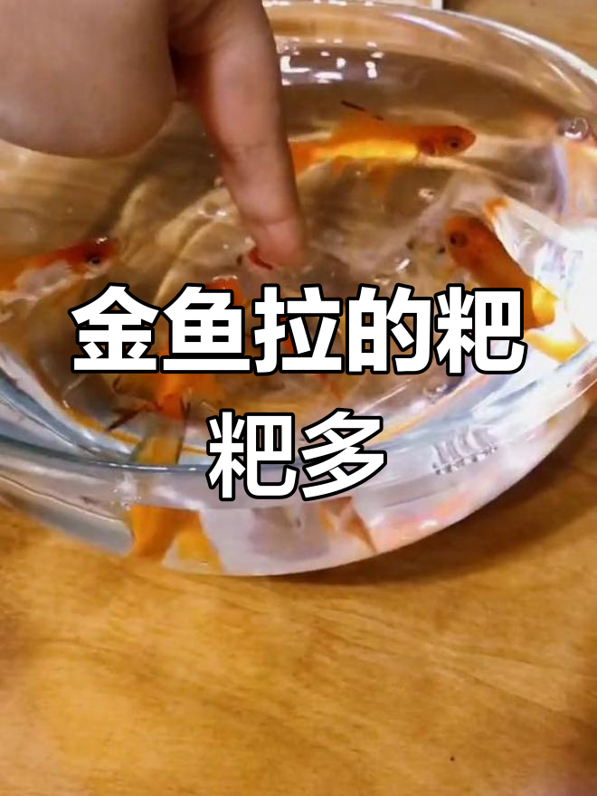 小金鱼拉屎太多,一天换三次水
