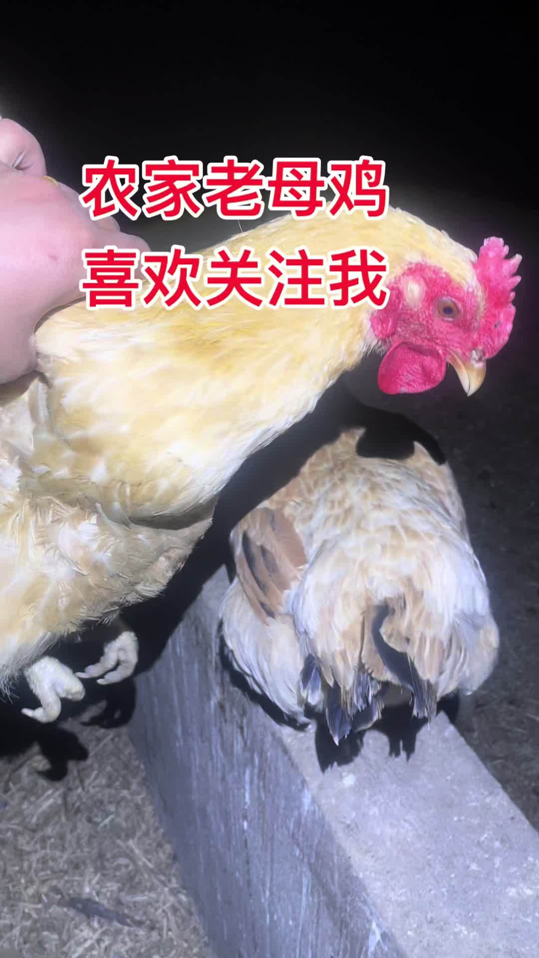 喜欢吃农村散养老母鸡的关注我一家一户纯粮食喂养土鸡土鸭 土鸡土鸭 鸡鸭鹅 农村养殖 乡村味