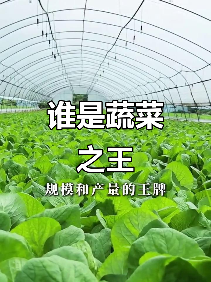 莘县与寿光,谁才是真正的蔬菜之乡?