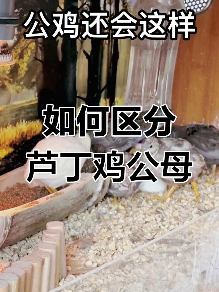 芦丁鸡公母分辨全攻略,一看就懂!